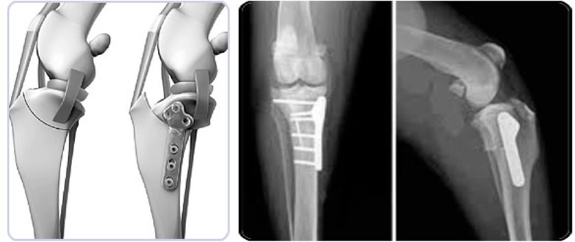 TPLO RX