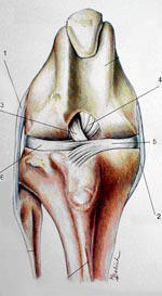 rodilla